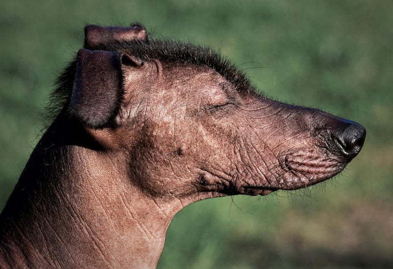 chien