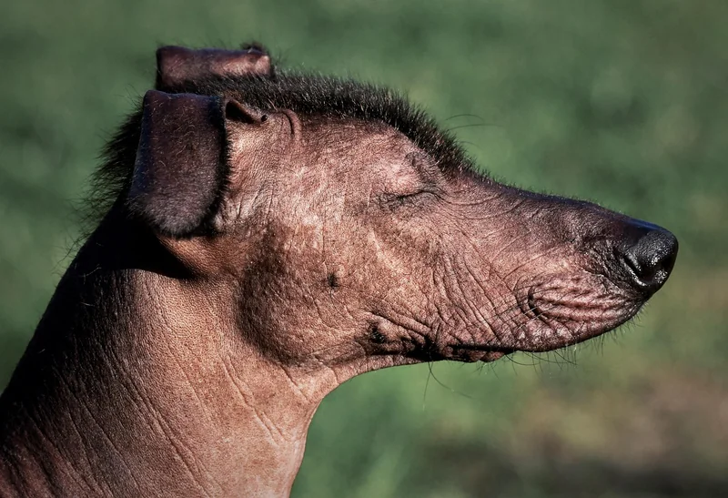 Charakter und Wesen: Mehr Katze als Hund